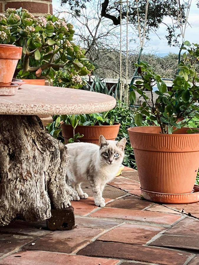 Villa Aproveite O Sabor Do Alentejo à Vila Verde de Ficalho Extérieur photo